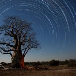 Star trails above a Baobab tree in Botswana.