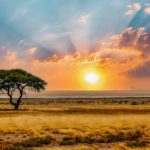 single acacia tree in the savannah at sunset, solitude in the wild, dry grass in the foreground