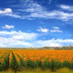 Location: Free State, South Africa