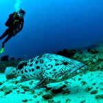 A scuba diver girl swims close to a giant grouper fish in Mozambique's Indian Ocean.