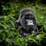 Silverback gorilla, head of the family Isimbi in Volcanoes National Park, Rwanda.