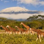 Giraffes and Mount Kilimanjaro in Amboseli National Park