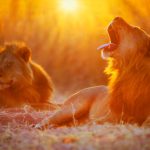 Two male lions against the evening sun. 
Location: Lake Kariba/Bumi Hills,  Matusadona National Park, Zimbabwe, southern Africa.